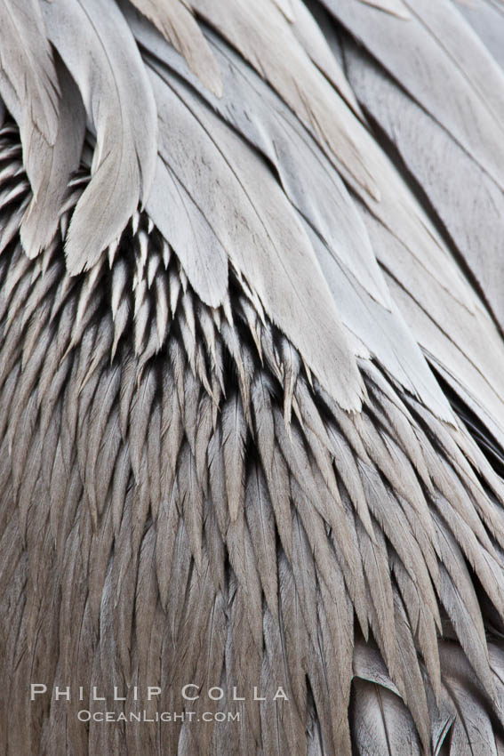 California brown pelican feather detail. La Jolla, USA, Pelecanus occidentalis, Pelecanus occidentalis californicus, natural history stock photograph, photo id 27269