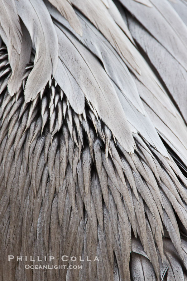 California brown pelican feather detail., Pelecanus occidentalis, Pelecanus occidentalis californicus, natural history stock photograph, photo id 27269