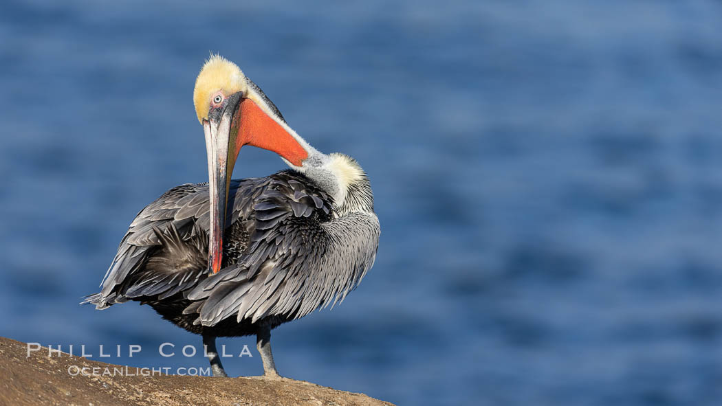 Trikonasana, triangle pose, pelican yoga. California brown pelican portrait with breeding plumage, note the striking red throat, yellow and white head. La Jolla, USA, Pelecanus occidentalis, Pelecanus occidentalis californicus, natural history stock photograph, photo id 37570