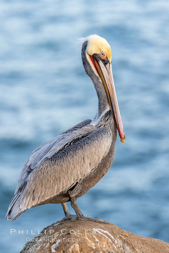 California brown pelican portrait with in-transition breeding plumage, note the striking red throat, yellow and white head. La Jolla, USA, Pelecanus occidentalis, Pelecanus occidentalis californicus, natural history stock photograph, photo id 37574