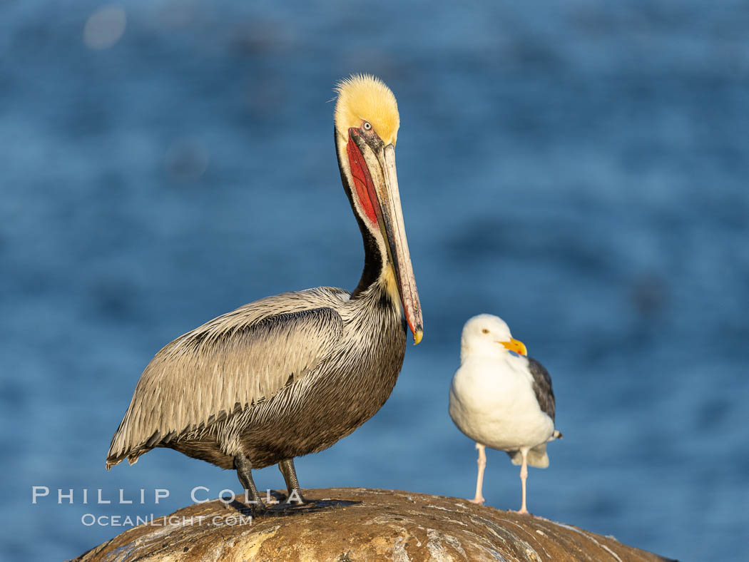 California brown pelican portrait with breeding plumage, note the striking red throat, yellow and white head. La Jolla, USA, Pelecanus occidentalis, Pelecanus occidentalis californicus, natural history stock photograph, photo id 37605