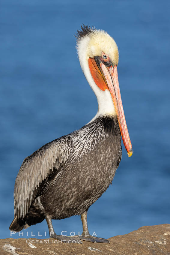 California brown pelican portrait with breeding plumage, note the striking red throat, yellow and white head. La Jolla, USA, Pelecanus occidentalis, Pelecanus occidentalis californicus, natural history stock photograph, photo id 37613