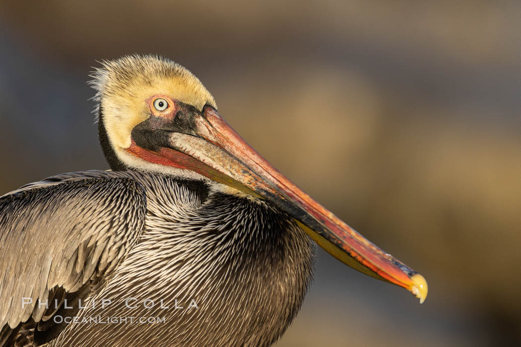 California brown pelican portrait,, gold-colored ocean cliffs lit at sunrise in the background. La Jolla, USA, Pelecanus occidentalis, Pelecanus occidentalis californicus, natural history stock photograph, photo id 37683