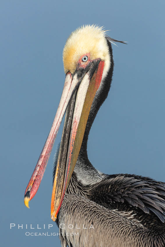 Brown pelican portrait, displaying winter plumage with distinctive yellow head feathers and colorful gular throat pouch. Mandible clap, jaw clap. La Jolla, California, USA, Pelecanus occidentalis, Pelecanus occidentalis californicus, natural history stock photograph, photo id 36690