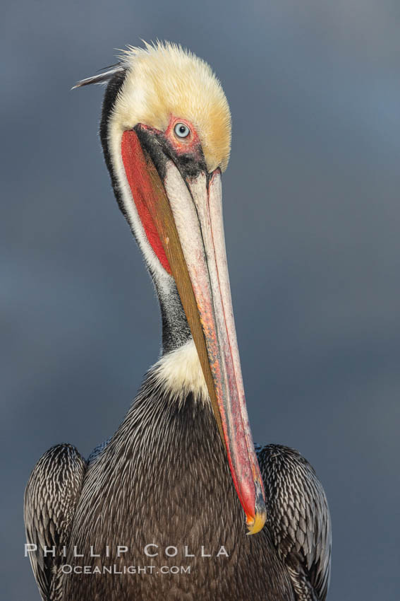 Brown pelican portrait, displaying winter plumage with distinctive yellow head feathers and colorful gular throat pouch, Pelecanus occidentalis californicus, Pelecanus occidentalis, La Jolla, California