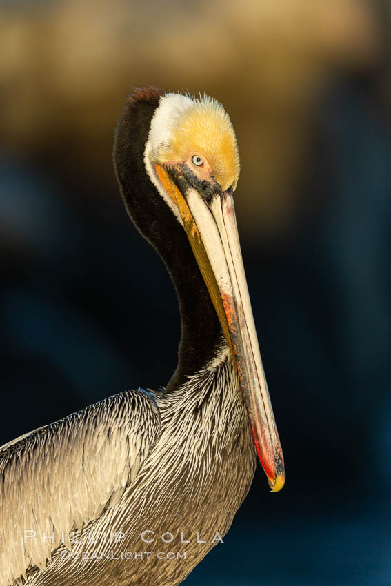 Brown pelican portrait, displaying winter plumage with distinctive yellow head feathers and colorful gular throat pouch, Pelecanus occidentalis, Pelecanus occidentalis californicus, La Jolla, California