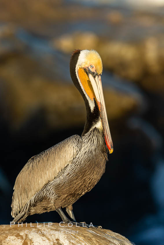 Brown pelican portrait, displaying winter plumage with distinctive yellow head feathers and colorful gular throat pouch, Pelecanus occidentalis californicus, Pelecanus occidentalis, La Jolla, California