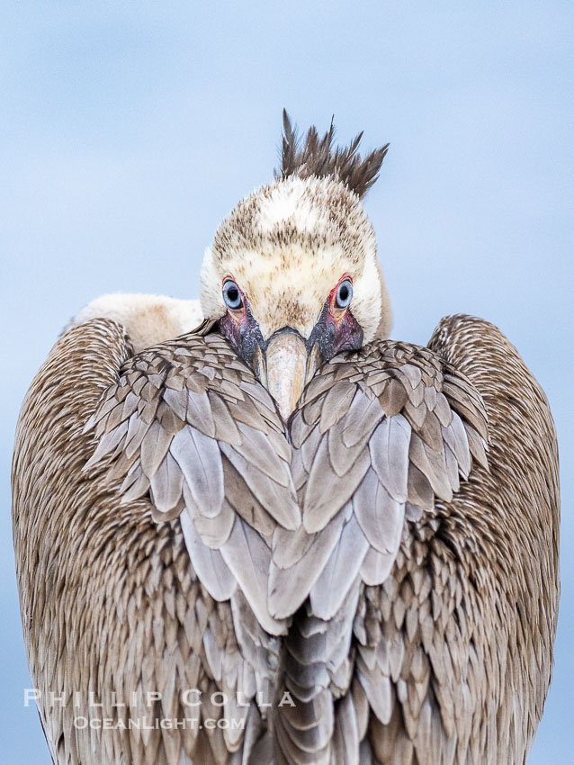 California Brown Pelican Portrait, immature with head tucked into feathers, resting and staring at the camera, overcast light, immature/juvenile plumage. La Jolla, USA, Pelecanus occidentalis, Pelecanus occidentalis californicus, natural history stock photograph, photo id 38862