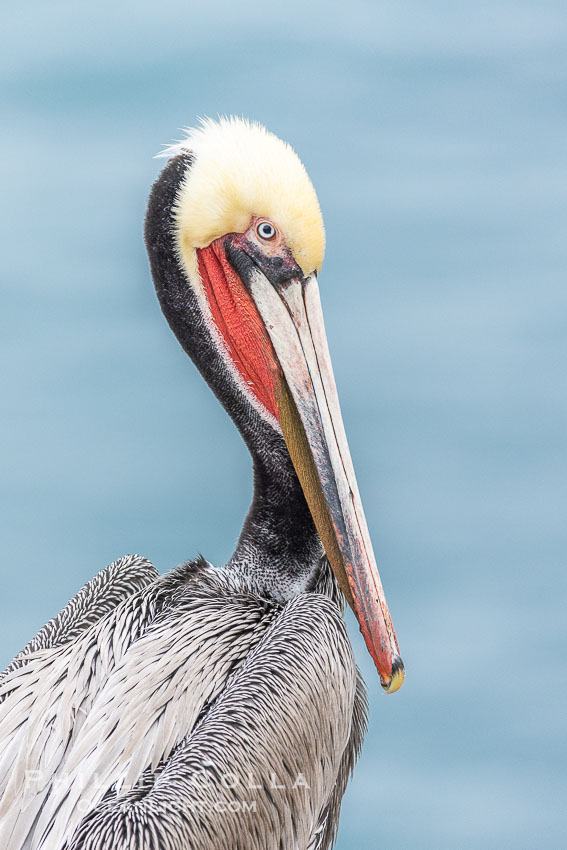 California Brown Pelican Portrait, overcast light, winter adult breeding plumage, Pelecanus occidentalis, Pelecanus occidentalis californicus, La Jolla