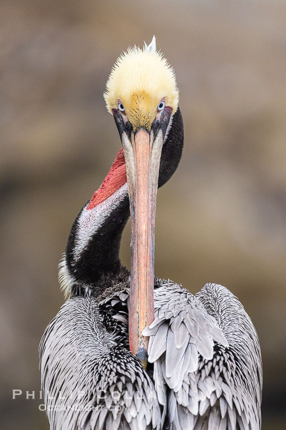 California Brown Pelican Portrait, overcast light, winter adult breeding plumage, Pelecanus occidentalis, Pelecanus occidentalis californicus, La Jolla California Brown Pelican Portrait, overcast light, winter adult breeding plumage, Pelecanus occidentalis, Pelecanus occidentalis californicus, La Jolla