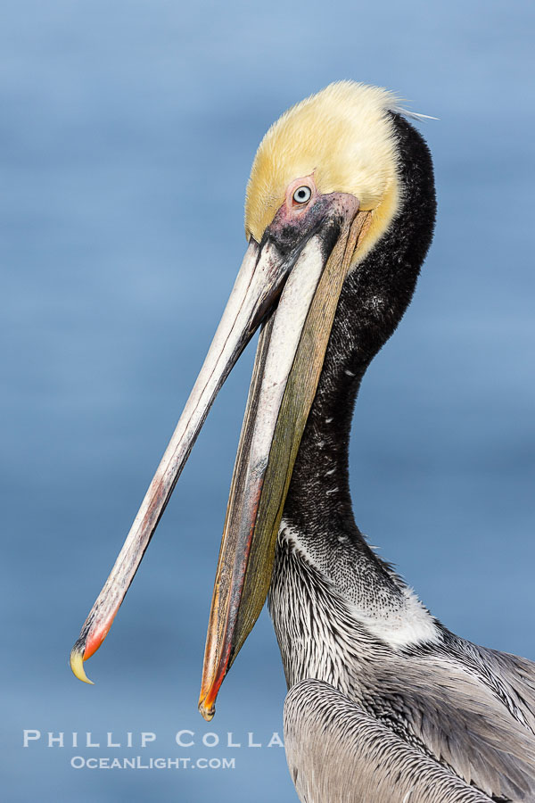 California Brown Pelican Portrait, adult winter breeding coloration, Pelecanus occidentalis., Pelecanus occidentalis, Pelecanus occidentalis californicus, natural history stock photograph, photo id 38843