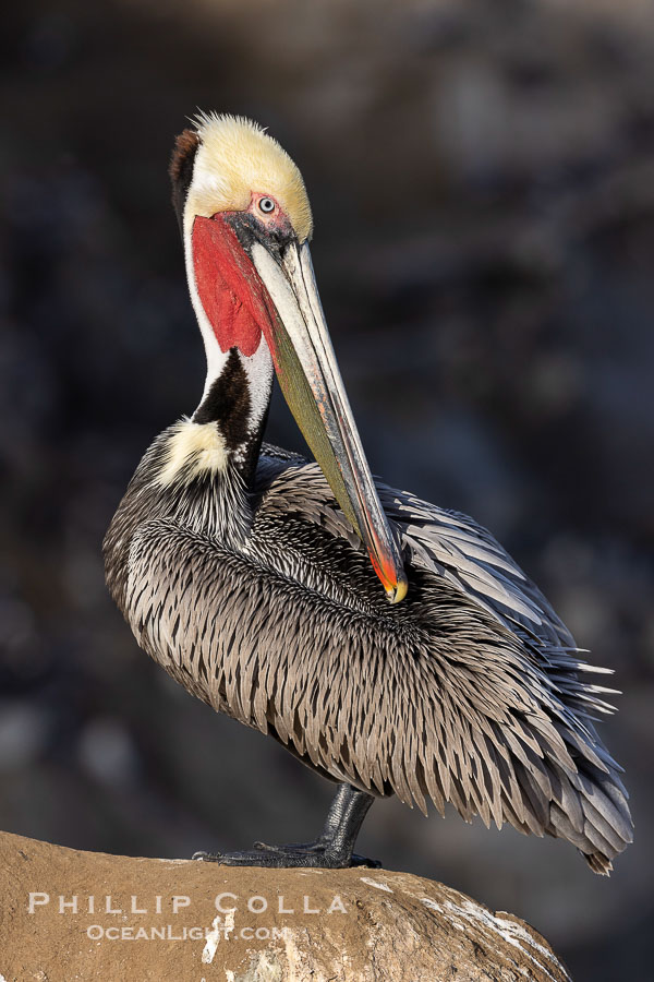 California Brown Pelican Portrait, adult winter breeding coloration, Pelecanus occidentalis., Pelecanus occidentalis, Pelecanus occidentalis californicus, natural history stock photograph, photo id 38841