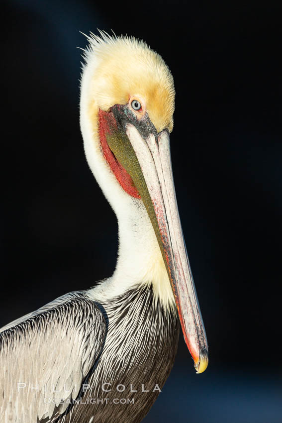 Brown pelican portrait, displaying winter plumage with distinctive yellow head feathers and colorful gular throat pouch, Pelecanus occidentalis californicus, Pelecanus occidentalis, La Jolla, California Brown pelican portrait, displaying winter plumage with distinctive yellow head feathers and colorful gular throat pouch, Pelecanus occidentalis californicus, Pelecanus occidentalis, La Jolla, California
