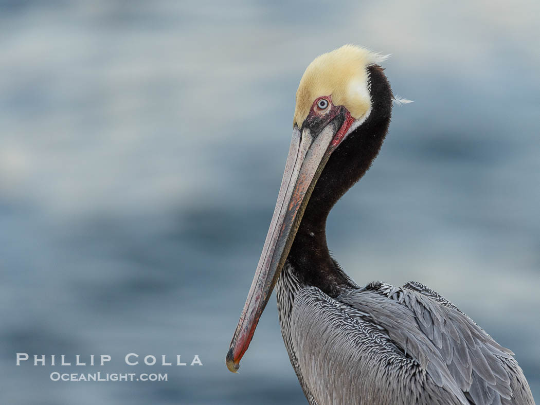 California brown pelican portrait, lit with a bit of flash about 30 minutes before sunrise. Adult winter breeding plumage., Pelecanus occidentalis, Pelecanus occidentalis californicus, natural history stock photograph, photo id 38600