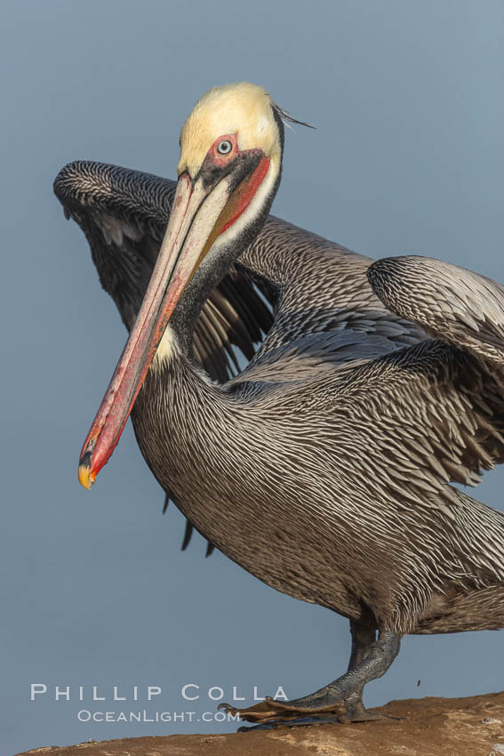Brown pelican portrait, displaying winter plumage with distinctive yellow head feathers and colorful gular throat pouch. La Jolla, California, USA, Pelecanus occidentalis, Pelecanus occidentalis californicus, natural history stock photograph, photo id 36699
