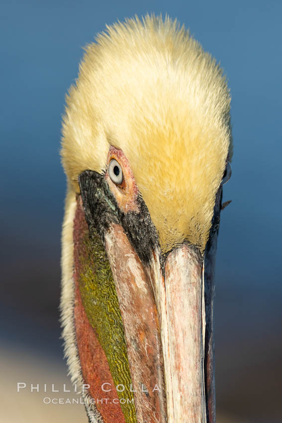 Brown pelican portrait, displaying winter plumage with distinctive yellow head feathers and colorful gular throat pouch., Pelecanus occidentalis, Pelecanus occidentalis californicus, natural history stock photograph, photo id 36719