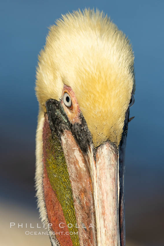 Brown pelican portrait, displaying winter plumage with distinctive yellow head feathers and colorful gular throat pouch. La Jolla, California, USA, Pelecanus occidentalis, Pelecanus occidentalis californicus, natural history stock photograph, photo id 36719