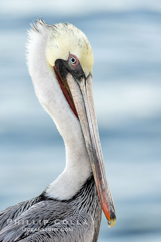 California brown pelican portrait, lit with a bit of flash about 30 minutes before sunrise. Adult winter nonbreeding plumage, Pelecanus occidentalis, Pelecanus occidentalis californicus, La Jolla
