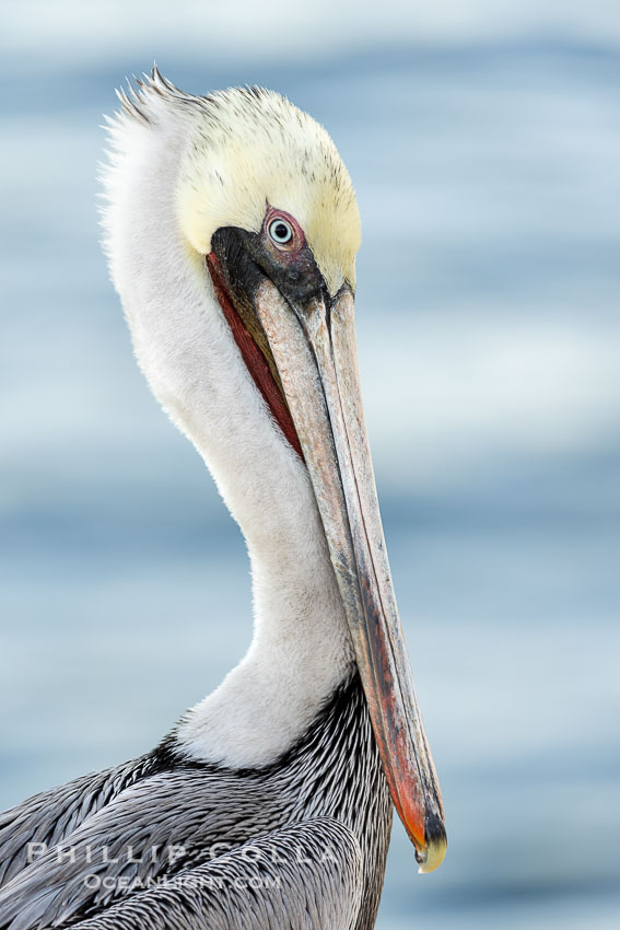 California brown pelican portrait, lit with a bit of flash about 30 minutes before sunrise. Adult winter nonbreeding plumage, Pelecanus occidentalis, Pelecanus occidentalis californicus, La Jolla California brown pelican portrait, lit with a bit of flash about 30 minutes before sunrise. Adult winter nonbreeding plumage, Pelecanus occidentalis, Pelecanus occidentalis californicus, La Jolla