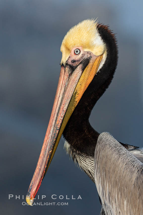 Brown pelican portrait, displaying winter plumage with distinctive yellow head feathers and colorful gular throat pouch, Pelecanus occidentalis californicus, Pelecanus occidentalis, La Jolla, California