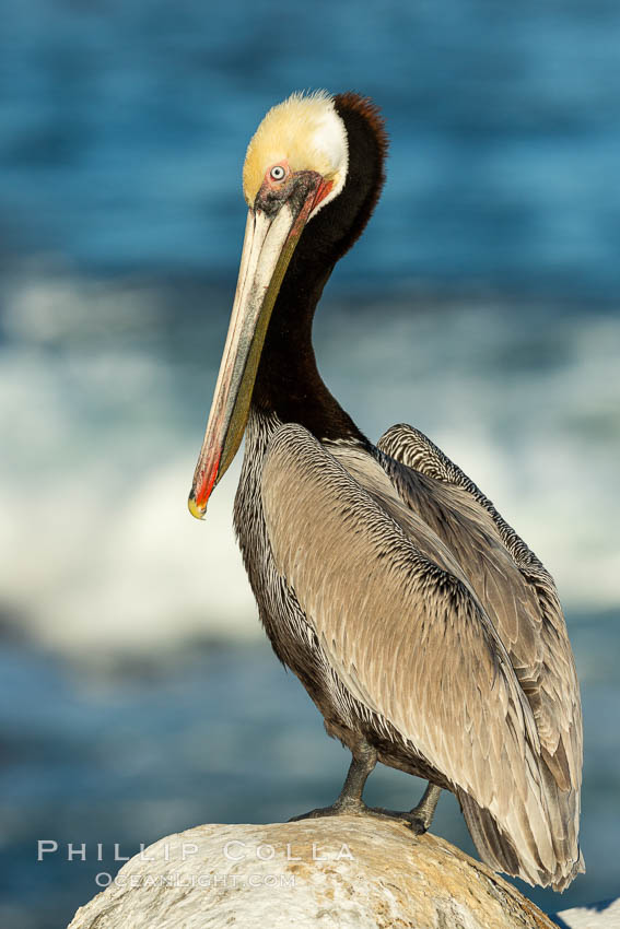 Brown pelican portrait, displaying winter plumage with distinctive yellow head feathers and colorful gular throat pouch. La Jolla, California, USA, Pelecanus occidentalis, Pelecanus occidentalis californicus, natural history stock photograph, photo id 36709