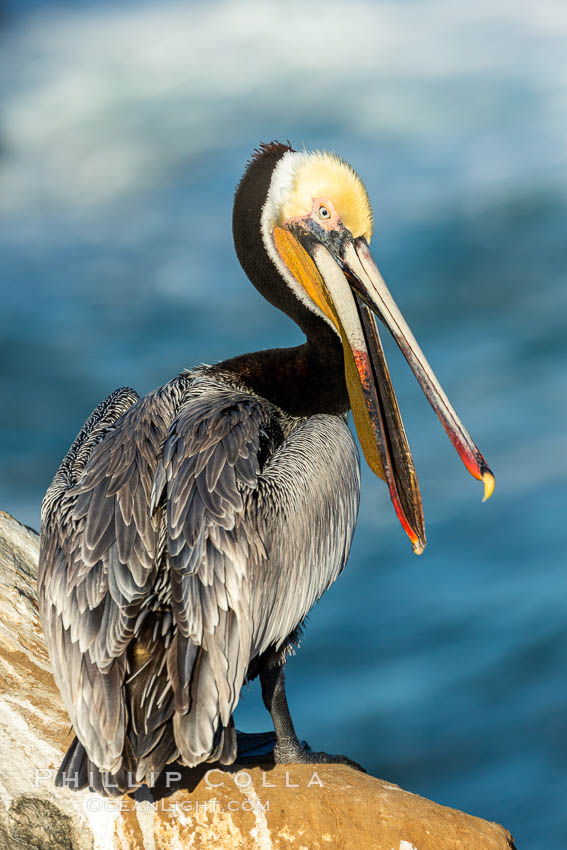 Brown pelican portrait, displaying winter plumage with distinctive yellow head feathers and colorful gular throat pouch. La Jolla, California, USA, Pelecanus occidentalis, Pelecanus occidentalis californicus, natural history stock photograph, photo id 36729