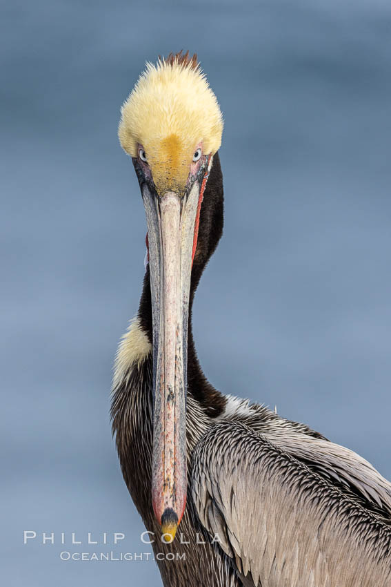 Brown pelican portrait in morning sun, displaying winter plumage. On cliffs overlooking the ocean in La Jolla. California, USA, Pelecanus occidentalis, Pelecanus occidentalis californicus, natural history stock photograph, photo id 37692