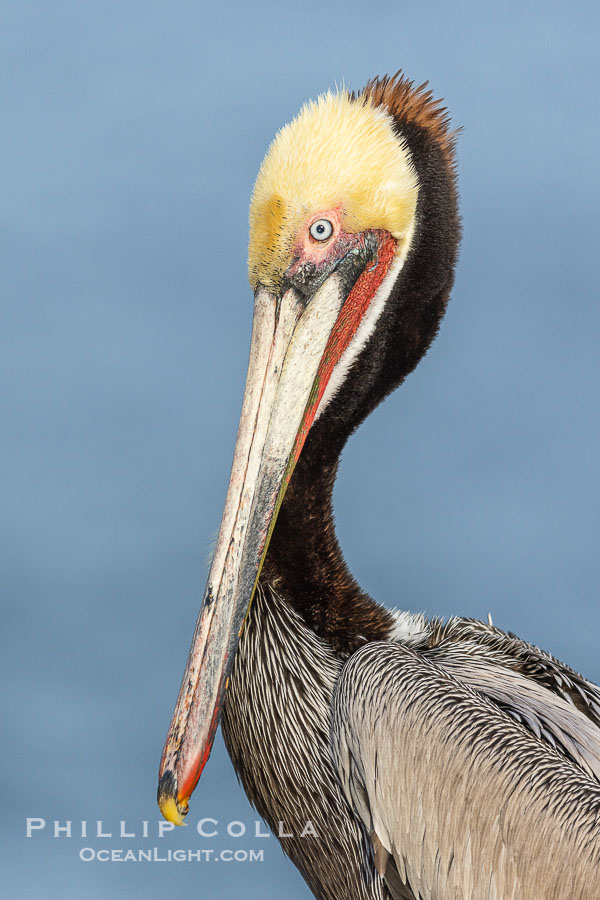 Brown pelican portrait in morning sun, displaying winter plumage. On cliffs overlooking the ocean in La Jolla., Pelecanus occidentalis, Pelecanus occidentalis californicus, natural history stock photograph, photo id 37691