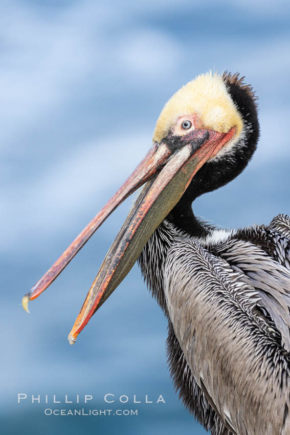 Brown pelican portrait in morning sun, displaying winter plumage. On cliffs overlooking the ocean in La Jolla. California, USA, Pelecanus occidentalis, Pelecanus occidentalis californicus, natural history stock photograph, photo id 37657