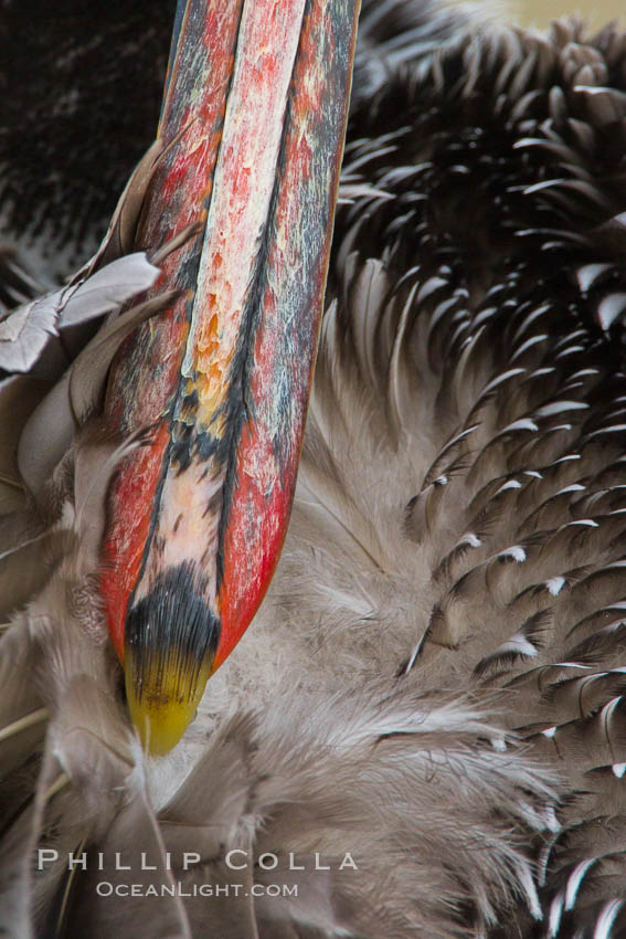 California brown pelican preening, the tip of the bill seen spreading preen oil on feathers, Pelecanus occidentalis, Pelecanus occidentalis californicus, La Jolla