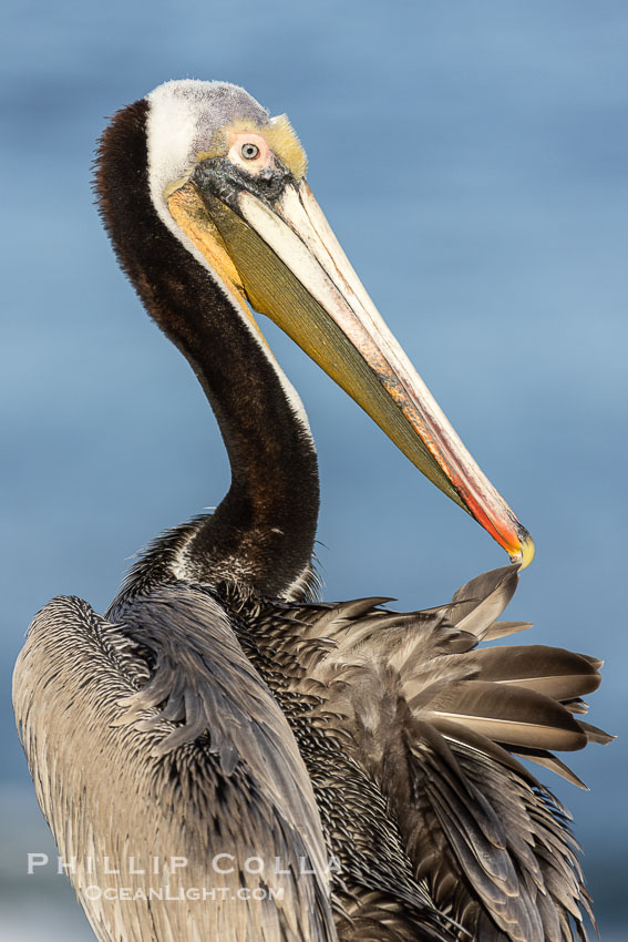 California Brown Pelican preening, pulling on a feather, Pelecanus occidentalis. La Jolla, USA, Pelecanus occidentalis, Pelecanus occidentalis californicus, natural history stock photograph, photo id 38845