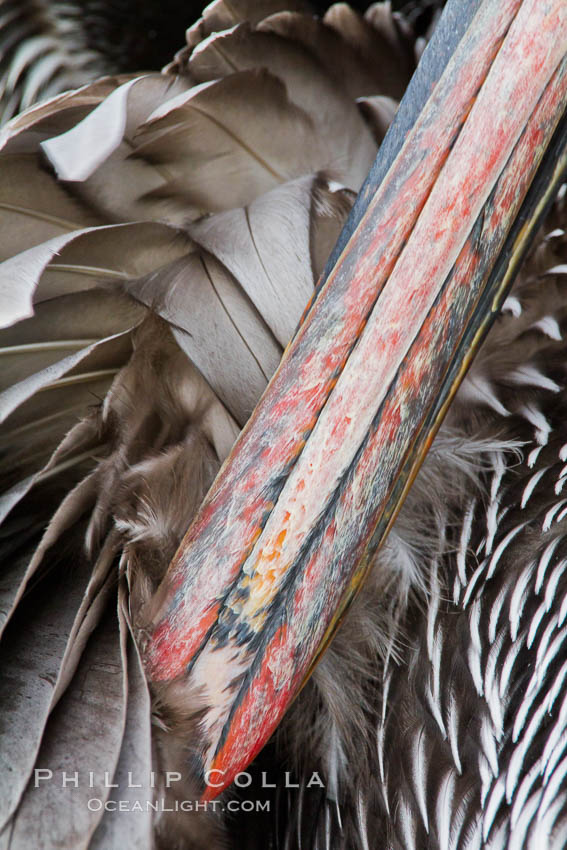 California brown pelican preening, bill and feather detail. La Jolla, USA, Pelecanus occidentalis, Pelecanus occidentalis californicus, natural history stock photograph, photo id 27260
