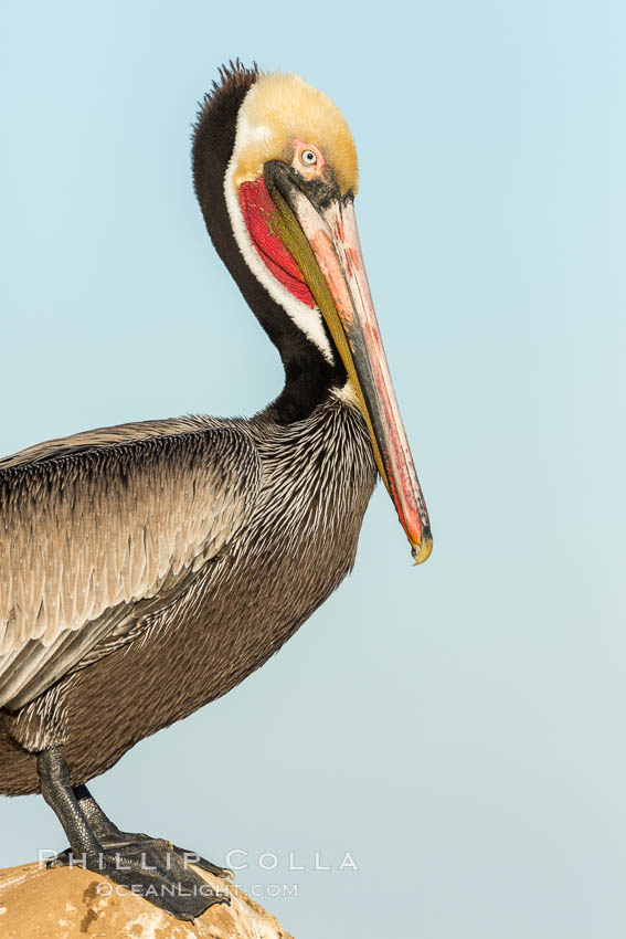 Brown pelican preening, cleaning its feathers after foraging on the ocean, with distinctive winter breeding plumage with distinctive dark brown nape, yellow head feathers and red gular throat pouch. La Jolla, California, USA, Pelecanus occidentalis, Pelecanus occidentalis californicus, natural history stock photograph, photo id 28964