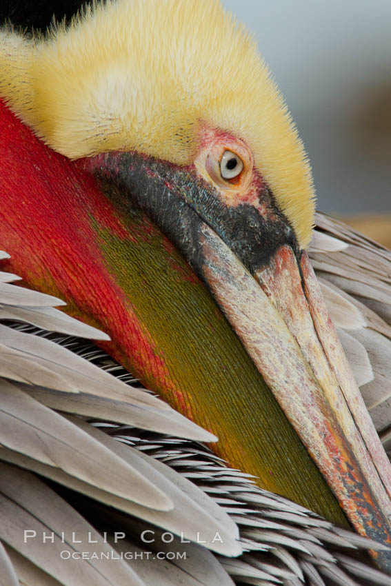 California brown pelican preening. La Jolla, USA, Pelecanus occidentalis, Pelecanus occidentalis californicus, natural history stock photograph, photo id 27263