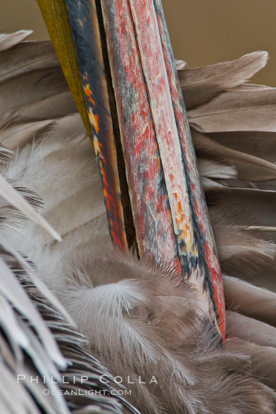 California brown pelican preening, beak and feather detail. La Jolla, USA, Pelecanus occidentalis, Pelecanus occidentalis californicus, natural history stock photograph, photo id 27261