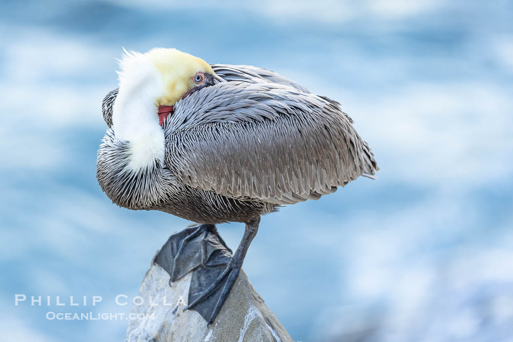 California brown pelican resting with head under wing, perched on a rock over the ocean, in shade, adult winter non-breeding plumage. La Jolla, USA, Pelecanus occidentalis, Pelecanus occidentalis californicus, natural history stock photograph, photo id 38605