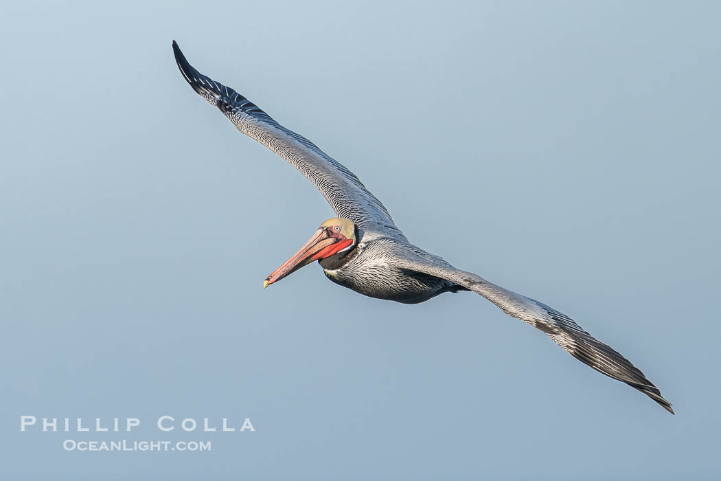Brown pelican soaring in flight with wings fully outstretched. The wingspan of the brown pelican is over 7 feet wide. The California race of the brown pelican holds endangered species status., Pelecanus occidentalis, Pelecanus occidentalis californicus, natural history stock photograph, photo id 40839