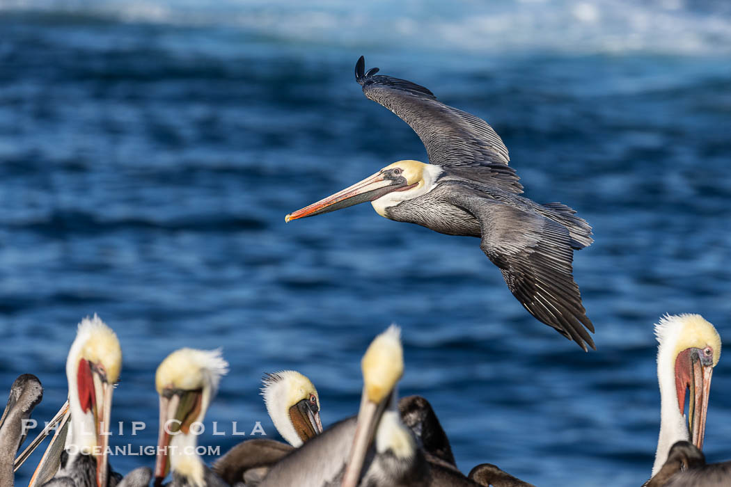 California Brown Pelican Soaring over the Ocean. La Jolla, USA, Pelecanus occidentalis, Pelecanus occidentalis californicus, natural history stock photograph, photo id 38606