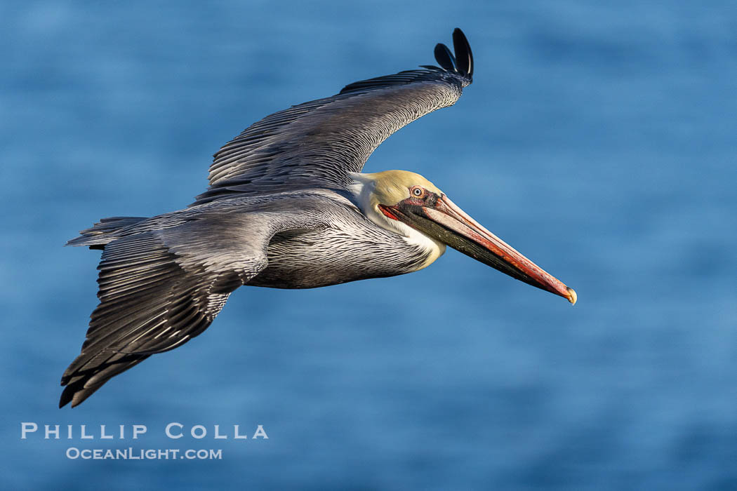California Brown Pelican Soaring over the Ocean, Pelecanus occidentalis, Pelecanus occidentalis californicus, La Jolla