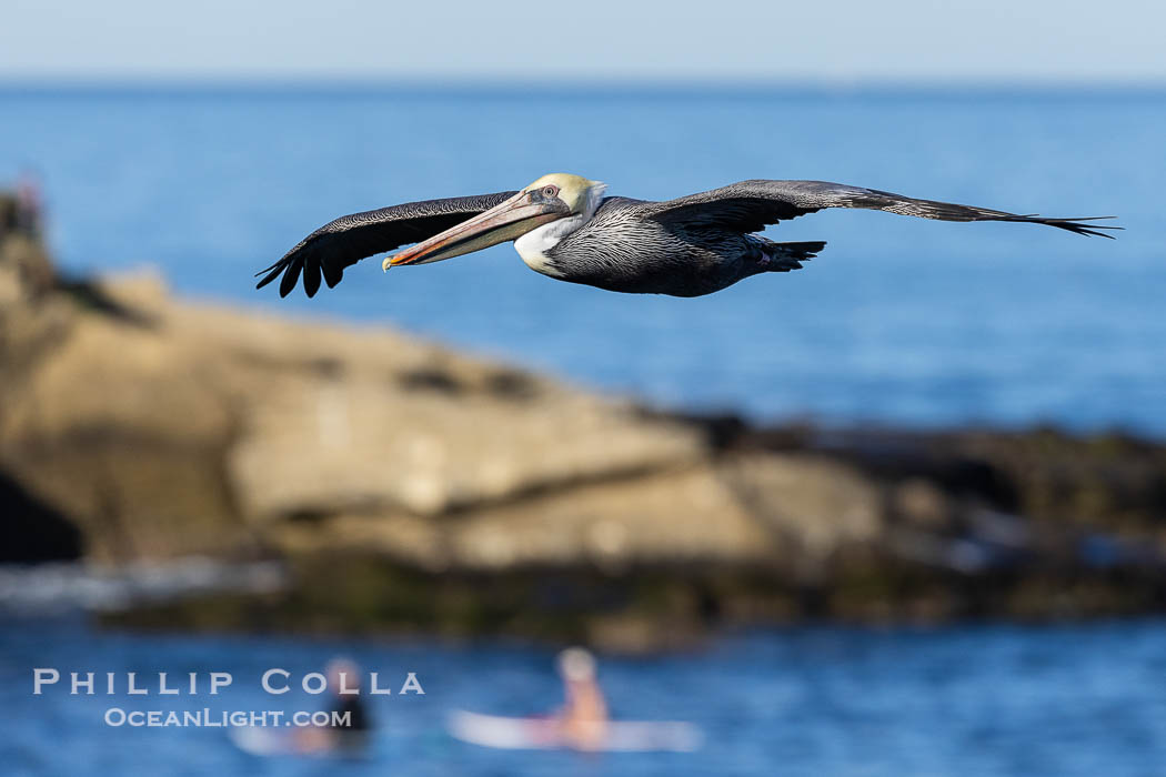 California Brown Pelican Soaring over the Ocean, two paddleboarders and Point La Jolla in the background, Pelecanus occidentalis, Pelecanus occidentalis californicus