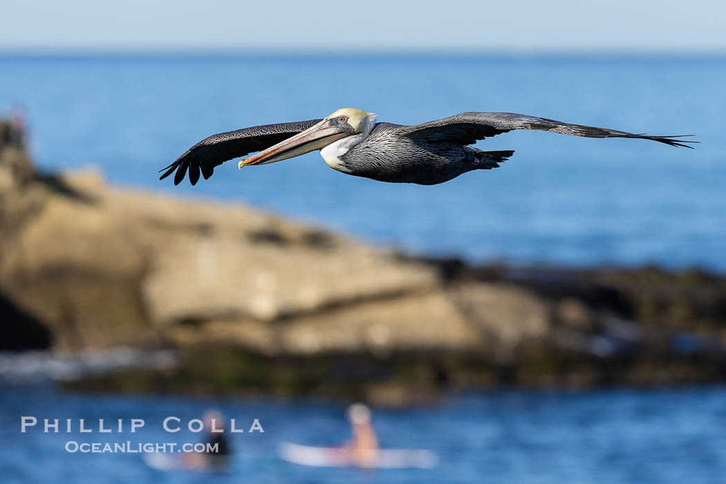 California Brown Pelican Soaring over the Ocean, two paddleboarders and Point La Jolla in the background, Pelecanus occidentalis, Pelecanus occidentalis californicus California Brown Pelican Soaring over the Ocean, two paddleboarders and Point La Jolla in the background, Pelecanus occidentalis, Pelecanus occidentalis californicus