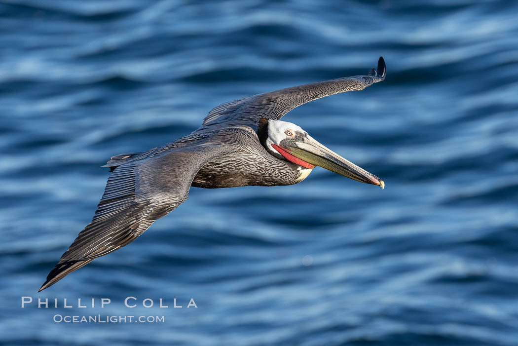 California Brown pelican in flight, soaring along sea cliffs above the ocean in La Jolla, California. USA, Pelecanus occidentalis, Pelecanus occidentalis californicus, natural history stock photograph, photo id 37808