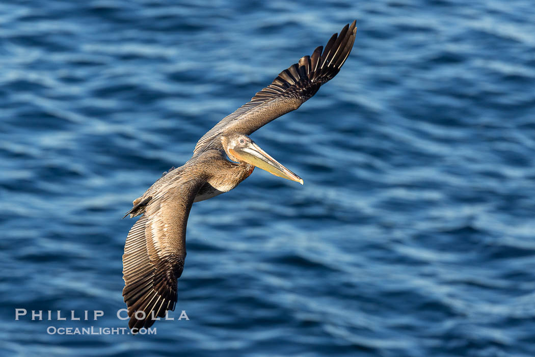 California Brown pelican in flight, soaring along sea cliffs above the ocean in La Jolla, California., Pelecanus occidentalis, Pelecanus occidentalis californicus, natural history stock photograph, photo id 37815
