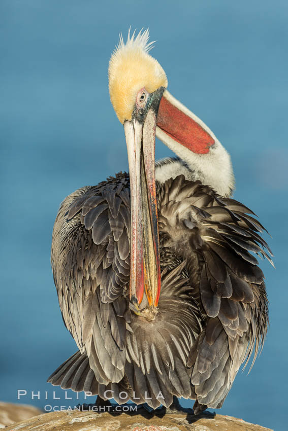 A brown pelican preening, reaching with its beak to the uropygial gland (preen gland) near the base of its tail. Preen oil from the uropygial gland is spread by the pelican's beak and back of its head to all other feathers on the pelican, helping to keep them water resistant and dry, Pelecanus occidentalis, Pelecanus occidentalis californicus, La Jolla, California