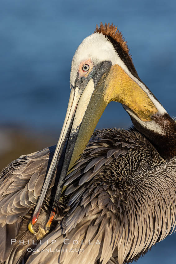 A brown pelican preening, reaching with its beak to the uropygial gland (preen gland) near the base of its tail. Preen oil from the uropygial gland is spread by the pelican's beak and back of its head to all other feathers on the pelican, helping to keep them water resistant and dry, Pelecanus occidentalis californicus, Pelecanus occidentalis, La Jolla, California