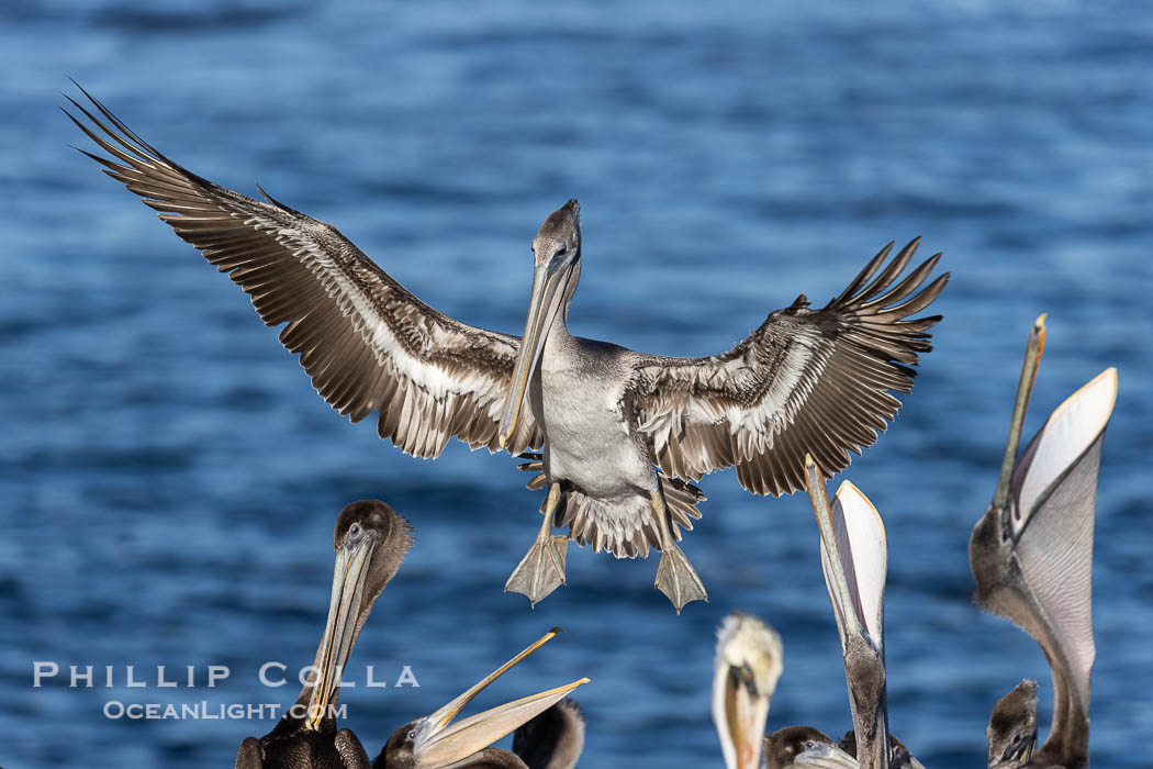 California Brown Pelican Wings Spread to Land on Seacliffs, juvenile landing amidst a group of other pelicans, Pelecanus occidentalis, Pelecanus occidentalis californicus, La Jolla