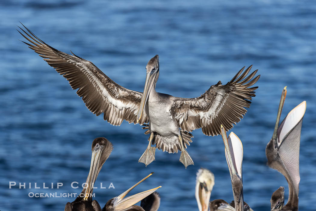 California Brown Pelican Wings Spread to Land on Seacliffs, juvenile landing amidst a group of other pelicans, Pelecanus occidentalis, Pelecanus occidentalis californicus, La Jolla California Brown Pelican Wings Spread to Land on Seacliffs, juvenile landing amidst a group of other pelicans, Pelecanus occidentalis, Pelecanus occidentalis californicus, La Jolla