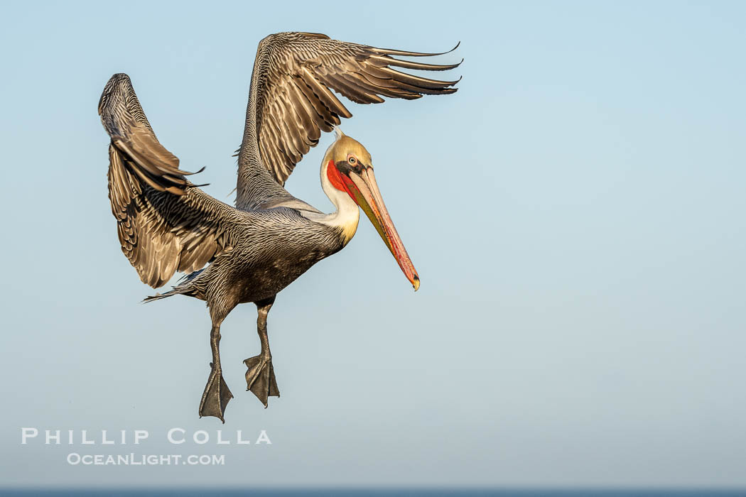 California Brown Pelican with Wings Outstretched Ready to Land on Ocean Cliffs in La Jolla, early morning light., Pelecanus occidentalis californicus, Pelecanus occidentalis, natural history stock photograph, photo id 39894