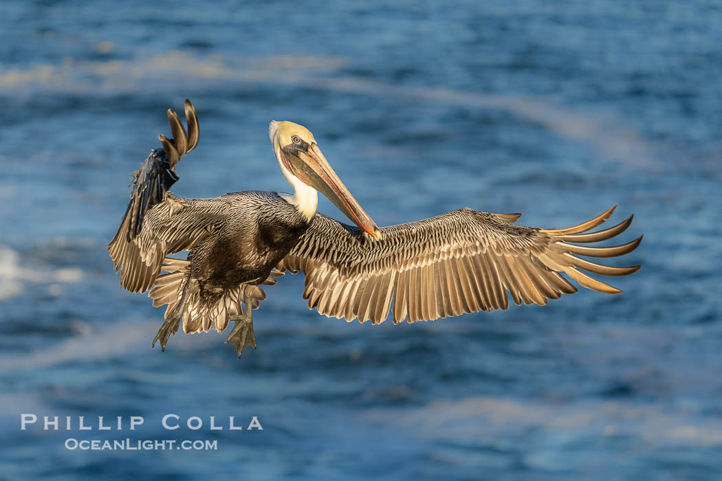 California Brown Pelican with Wings Outstretched Ready to Land on Ocean Cliffs in La Jolla, early morning light., Pelecanus occidentalis californicus, Pelecanus occidentalis, natural history stock photograph, photo id 39891