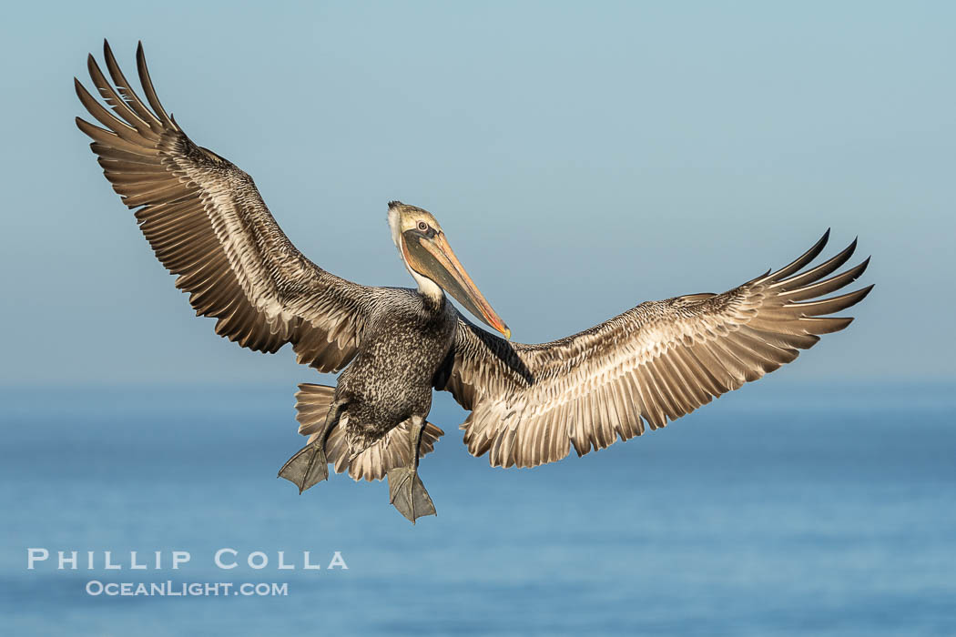 California Brown Pelican with Wings Outstretched Ready to Land on Ocean Cliffs in La Jolla, early morning light, Pelecanus occidentalis californicus, Pelecanus occidentalis